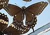Box:86 Cork:11 Papilio polyxenes asterias Stoll