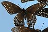 Box:86 Cork:12 Papilio polyxenes asterias Stoll