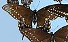 Box:86 Cork:13 Papilio polyxenes asterias Stoll