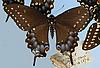 Box:86 Cork:14 Papilio polyxenes asterias Stoll