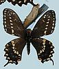 Box:89 Cork:1b Papilio polyxenes Fabricius