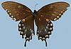 Box:89 Cork:2 Papilio troilus L.