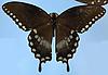 Box:89 Cork:4 Papilio troilus L.