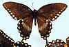 Box:89 Cork:5 Papilio troilus L.