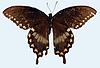 Box:89 Cork:6 Papilio troilus L.