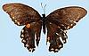 Box:89 Cork:7 Papilio troilus L.