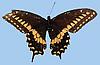 Box:90 Cork:9 Papilio polyxenes (Fabricius)