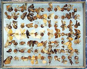 Dorsal side of Peale Box 65 Contents:  Specimens (some mounted on sheets of mica) pinned to corks