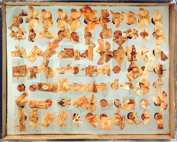 Dorsal side of Peale Box 70 Contents:  Specimens (some mounted on sheets of mica) pinned to corks