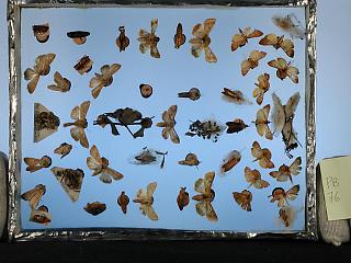 Dorsal side of Peale Box 76 Contents:  Specimens (including cocoons and pupae) pinned to corks