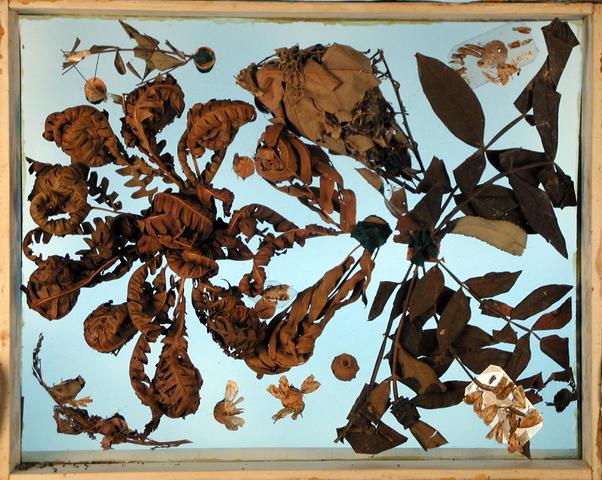 Dorsal side of Peale Box 88 Contents:  Specimens (some on mica points) pinned to corks