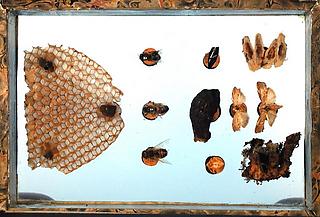 Dorsal side of Peale Box 98 Contents:  Specimens pinned to corks