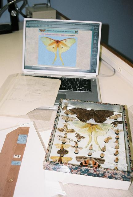 Work table with Peale box in new storage cotainer and image of specimen on website corresponding to moth specimen in center of box