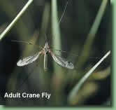 adult crane fly