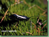adult caddisfly