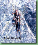adult stonefly