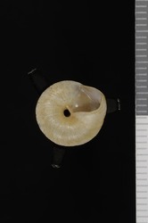 Trochomorpha nigritella image