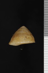 Trochomorpha nigritella image