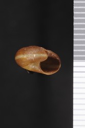 Ptychorhytida ferrieziana image