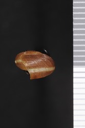 Ptychorhytida ferrieziana image