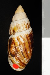Placostylus fibratus image