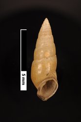 Syrnolopsis lacustris image