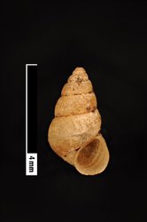 Omphalotropis variabilis image