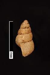 Omphalotropis variabilis image