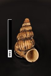 Omphalotropis tahitensis image