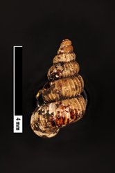 Omphalotropis tahitensis image