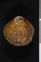 To ANSP Malacology Collection (syntype of Obliquaria bullata. Rafinesque, 1820. Annales Générales des Sciences Physiques 5: 307-308  - catalog no. 20250)