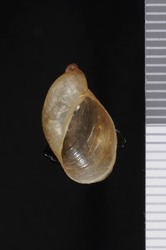 Succinea tahitensis image