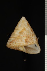 Calliostoma tampaense image