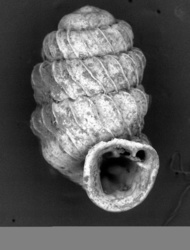 Lyropupa ovatula image