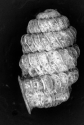 Lyropupa ovatula image