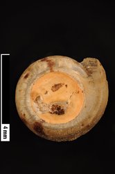 Nesodiscus cretaceus image