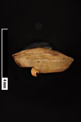 Nesodiscus cretaceus image
