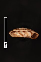 Nesodiscus obolus image