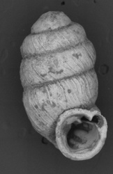 Lyropupa micra image