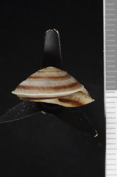 Trochomorpha kantavuensis image