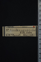 Trochomorpha kantavuensis image