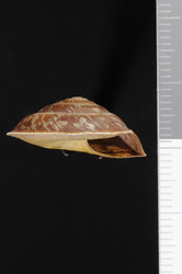 Trochomorpha merzianoides image