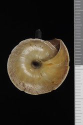 Trochomorpha merzianoides image