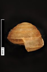 Liardetia tahitensis image