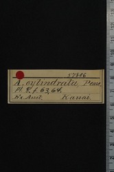 Leptachatina cylindrata image