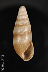 Leptachatina gracilis image