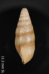 Leptachatina gracilis image