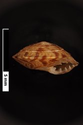 Endodonta marsupialis image