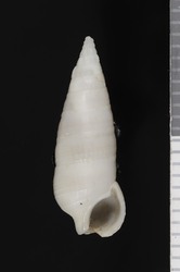 To ANSP Malacology Collection (syntype of Cerithium voyi. Pilsbry & Vanatta, 1906. Proceedings of the Academy of Natural Sciences of Philadelphia 57: 787-788, text-fig. 3  - catalog no. 58192)