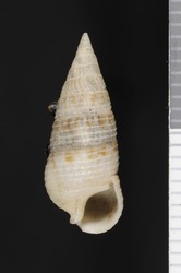 To ANSP Malacology Collection (syntypes of Cerithium nesioticum. Pilsbry & Vanatta, 1906. Proceedings of the Academy of Natural Sciences of Philadelphia 57: 788-789, text-fig. 4  - catalog no. 58193)